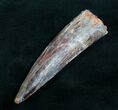 Large Spinosaurus Tooth #7778-3